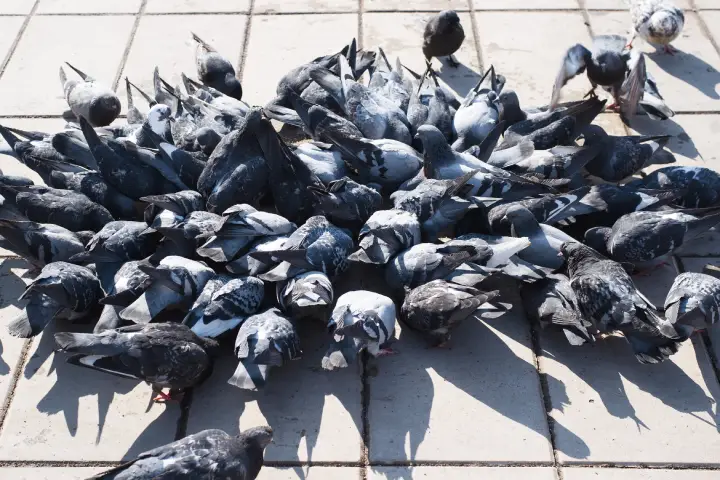 Control de aves en Martorell