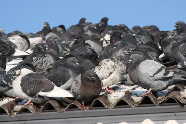 Control de aves en Sant Celoni