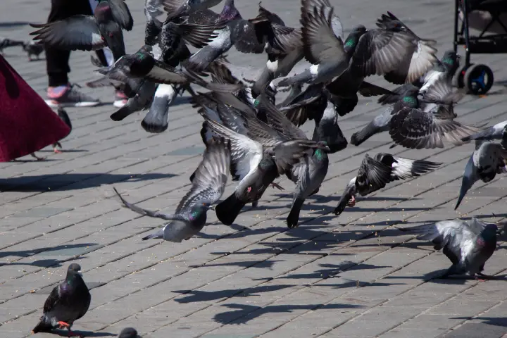 Control de aves en Santa Coloma de Cervelló