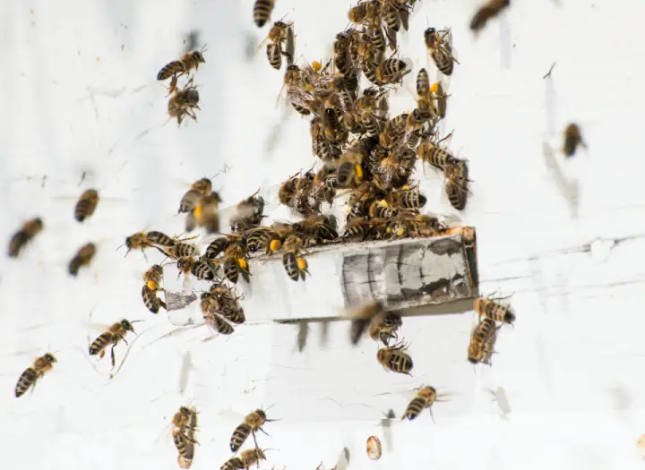 Control de plagas en La Roca del Vallès