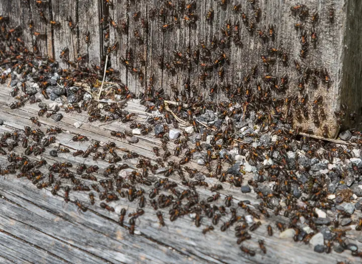 Control de plagas en Sabadell