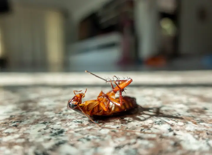 Control de plagas en Tordera