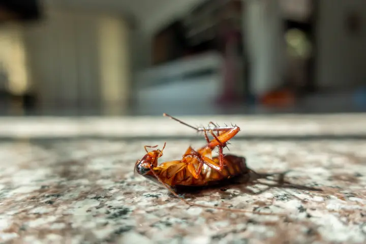 Eliminar cucarachas en Arenys de Munt