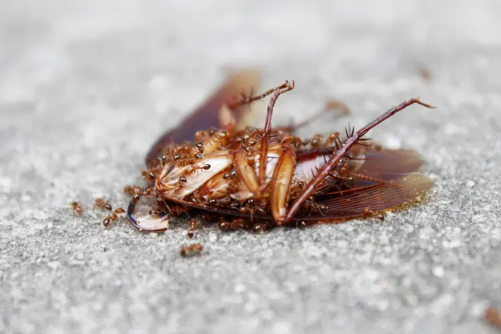 Eliminar cucarachas en Dosrius