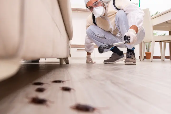 Eliminar cucarachas en Pallejà