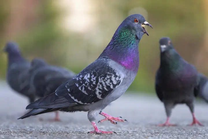 Plagas de palomas Plaga de palomas en Gavà