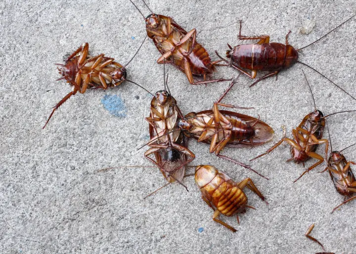 Plaga de cucarachas – Controlador de plagas Racuchin Plaga de cucarachas - Controlador de plagas Racuchin