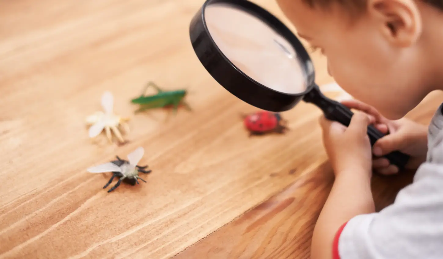 Cómo identificar una plaga correctamente – Racuchin antiplagas