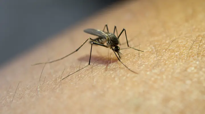 Fumigar mosquitos Eliminar mosquitos en Gavà