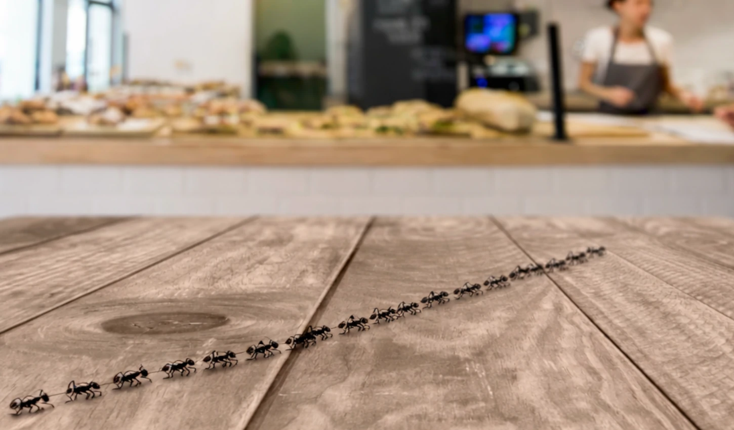 Problema de plagas doméstico - Racuchin Antiplagas